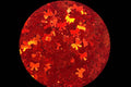 Red Holo Bows