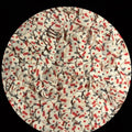 Hello Kitty (red)