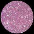 Cherry Blossom